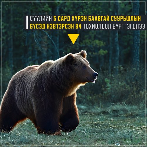 Сүүлийн 5 сарын байдлаар суурьшлын бүсэд баавгай нэвтэрсэн талаарх 84 тохиолдол бүртгэгдлээ